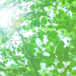 アオマダラタマムシ🌳