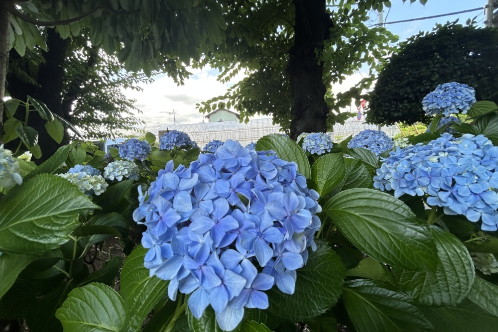 第88回公園清掃ボランティア活動
