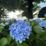 第88回公園清掃ボランティア活動
