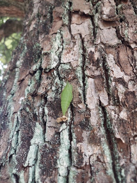 第90回公園清掃ボランティア活動