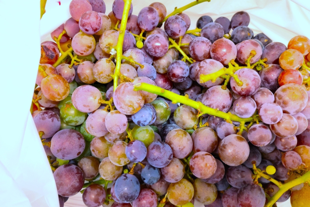 ♪ブドウ🍇♪