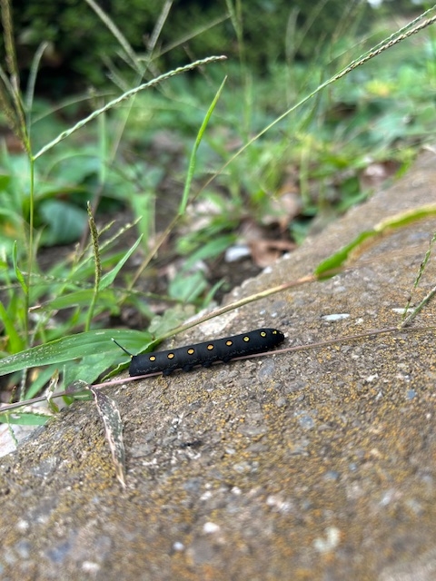 第91回公園清掃ボランティア活動