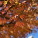 第92回公園清掃ボランティア活動