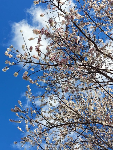 第93回公園清掃ボランティア活動